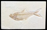 Nice, Diplomystus Fossil Fish - Wyoming #41055-1